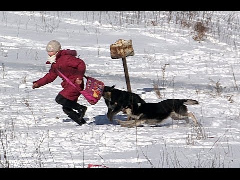 Видео: Этот щенок не хватает ее носа и части ее уха, и никто не знает, как это произошло