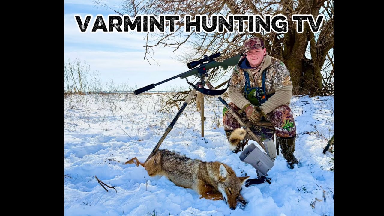 Охота на койотов - снежная самка, издающая покорные стоны.