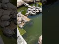 亀山八幡宮、お亀明神の亀