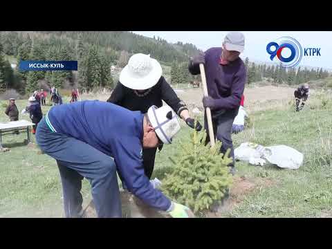 В Джети-Огузском районе за день посадили около 3,5 тысяч саженцев сосны