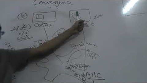 Sensory Neuronal Pool Dr Mohamed Fayez