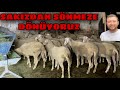 YENİ SÖNMEZ KOYUNLARIMIZ GELDİ | BOL SÜTLÜ ÇOK KUZULU SÖNMEZ IRKI