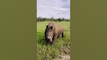 🦏 Rhinos Aren’t Always Cute