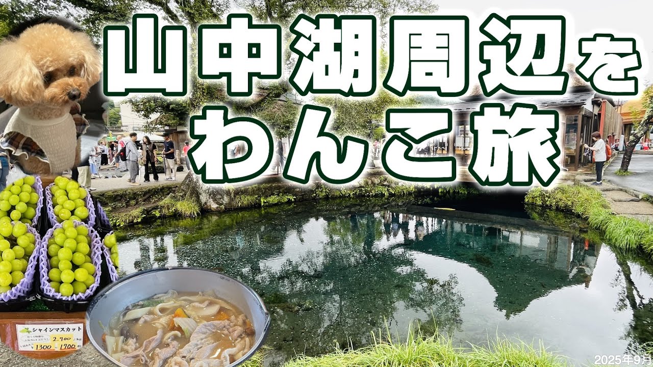 【🐶愛犬と楽しむ山中湖】忍野八海をお散歩🍇シャインマスカットやほうとうグルメも堪能❤️