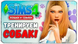 100 ПИТОМЦЕВ - ТРЕНИРУЕМ СОБАК - The Sims 4 "Кошки и Собаки" ЧЕЛЛЕНДЖ 100 ПИТОМЦЕВ - ТРЕНИРУЕМ СОБАК - The Sims 4 "Кошки и Собаки" ЧЕЛЛЕНДЖ