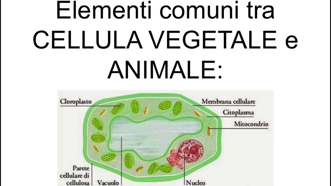 Organelli Organuli Citoplasmatici Della Cellula Animale Cosa Sono Ed A Che Servono Medicina Online