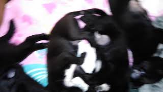 Sleeping puppy Chihuahua looks like it's reaching for the sky. screenshot 1