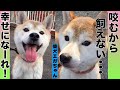 【保護犬】『咬む！？』柴犬エガちゃんの「行ってらっしゃい」〜飼育放棄からの再出発〜