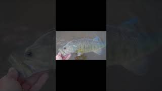 22.5” Shoal Bass Released… Watch Her Swim Away