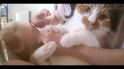 猫3匹 みいたむチャンネル Miitamu Channel Video Of My Cat Youtube 猫3匹 みいたむチャンネル Miitamu Channel Video Of My Cat Youtube