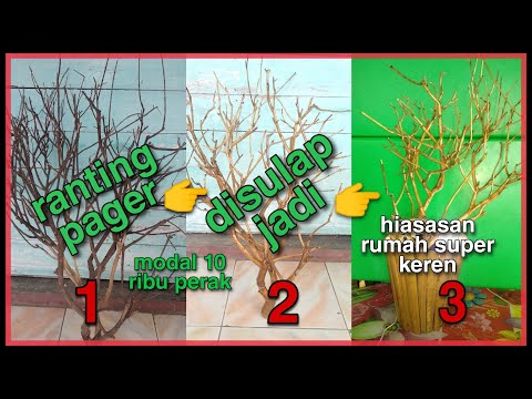 Video: Cara Menggunakan Cabang Pohon Di Dekorasi Dalam Ruangan