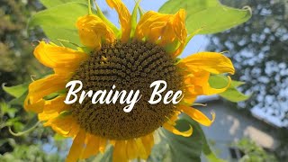 You Are Amazing Keep Going Encouragement From The Brainy Bee