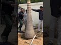 زراعة نخيل ملوكي يدوي بدون معدات رويال لاندسكيب لاندسكيب الاسكندرية الساحل الشمالي  