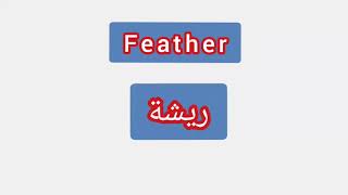 '' Feather .. ترجمة كلمة انجليزية الى العربية - '' ريشة
