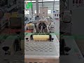 Instant noodle production line#machine #manufacturing #factoryproducts #instantnoodles #noodles