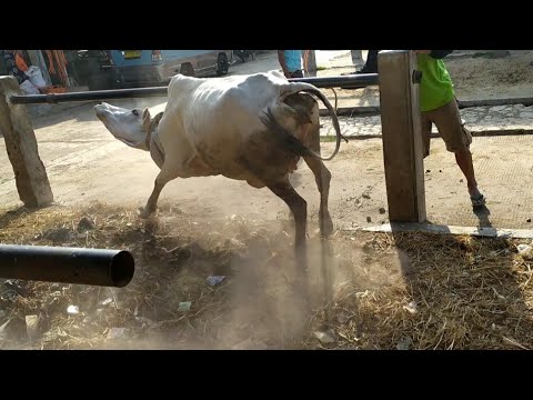 Indukan sapi po pasar hewan sukorejo kendal - YouTube