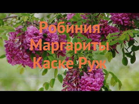 Акация белая Маргариты Каске Руж 🌿 обзор: как сажать, саженцы акации Маргариты Каске Руж