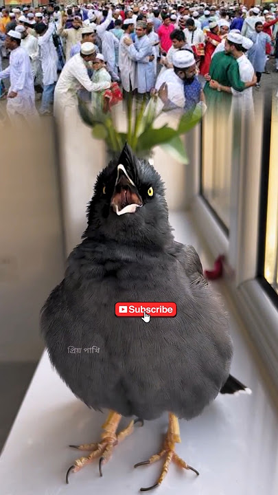 The Shalik bird sang a ghazal about Eid. #talkingbirds #shalikpakhi