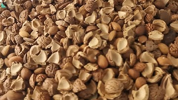 SG Walnut/pecan nut Color Sorter Machine/Walnut Sorting Machine/Walnut Sortex Machine