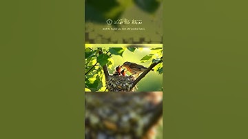 ألم يجدك يتيما فآوى من سورة الضحى القارئ محمد الصديق المنشاوي #quran #المصحف #nature #birds