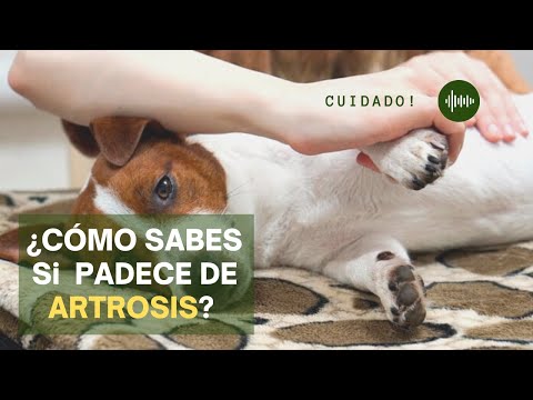 Video: ¿Qué debo dar a mi perro artrítico?
