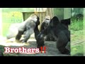 Gorilla 💎 Maka, Mandarzzi and Ekuba brothers are running around ‼️✨ San Diego Zoo