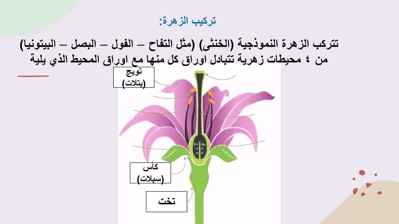 الجزء الاول من التكاثر في النباتات الزهرية