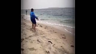Shore Jigging for Kingfish #Shorts #kingfish #shore jigging #fishing #angler Alton #qatar