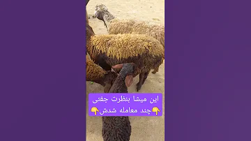 بنظرت این میشای بره دار جفتی چند معامله شدش میش بره گوسفندان Sheep Dog 
