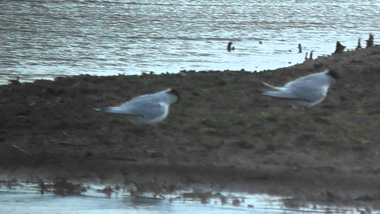 photography en español Little Tern