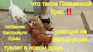 туалет щенка 🐕 что такое плембрак‼️реакция на вакцинации питомник Кастропуло чихуахуа той-пудель