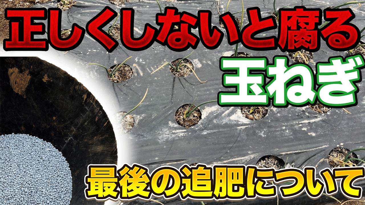 【メカニズム】を知ることで大きな玉ねぎが失敗する事なく作れます！