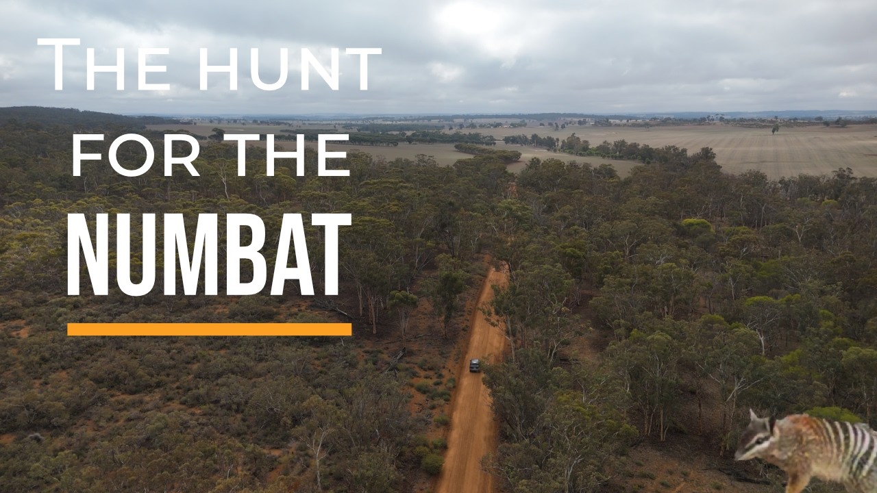 The Hunt for the Numbat - Western Australia
