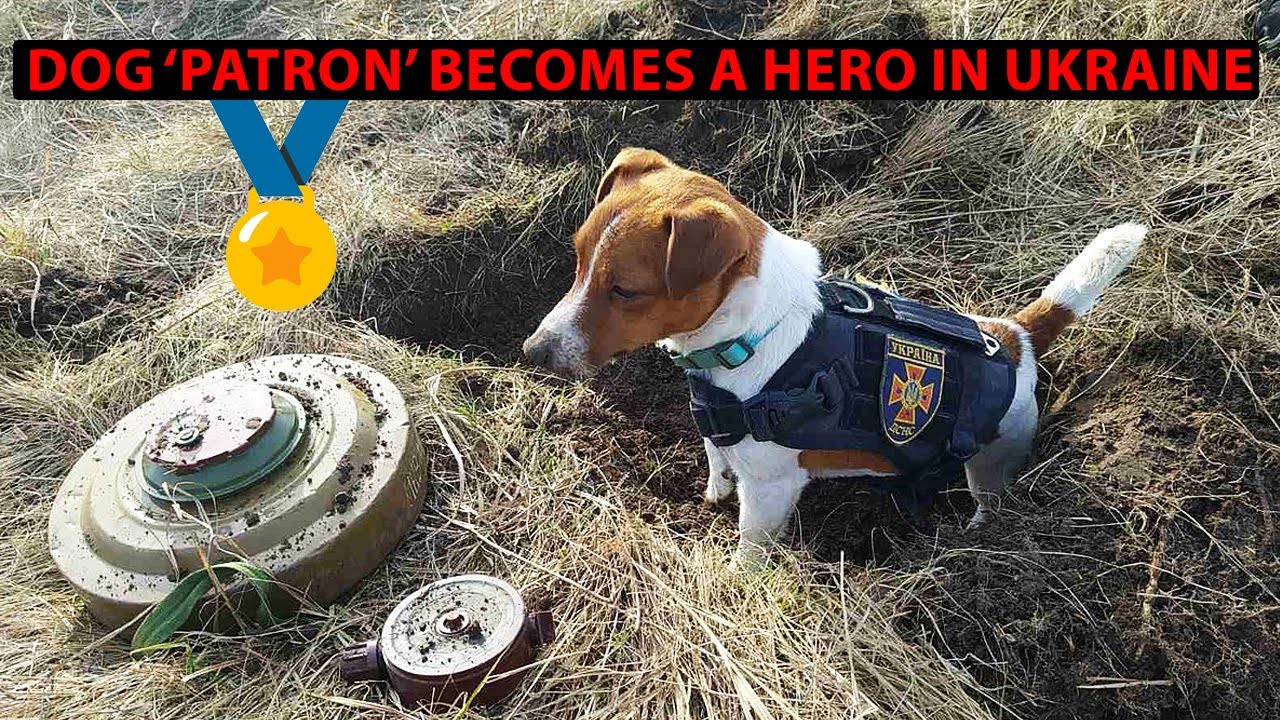 Dog who discovered 150 explosives during war becomes a hero in Ukraine 🇺🇦🐶
