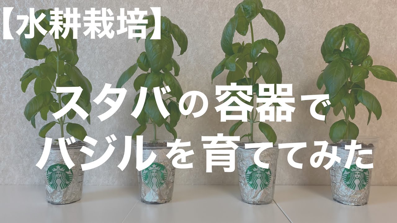 【水耕栽培】スタバの容器でバジルを育ててみた 1日目〜48日目