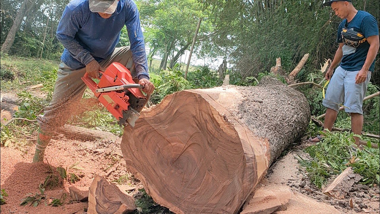 Cutting the trees. Cutting trees.