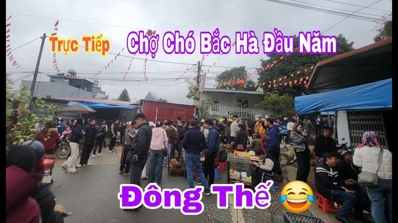 Bac Ha TV đang phát trực tiếp chợ chó bắc hà đầu năm khách đông như kiến | Bac Ha TV