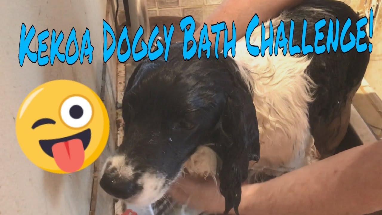 Dog Bath, Dog Grooming Challenge, Dawn Instead of Dog Shampoo! Kekoa