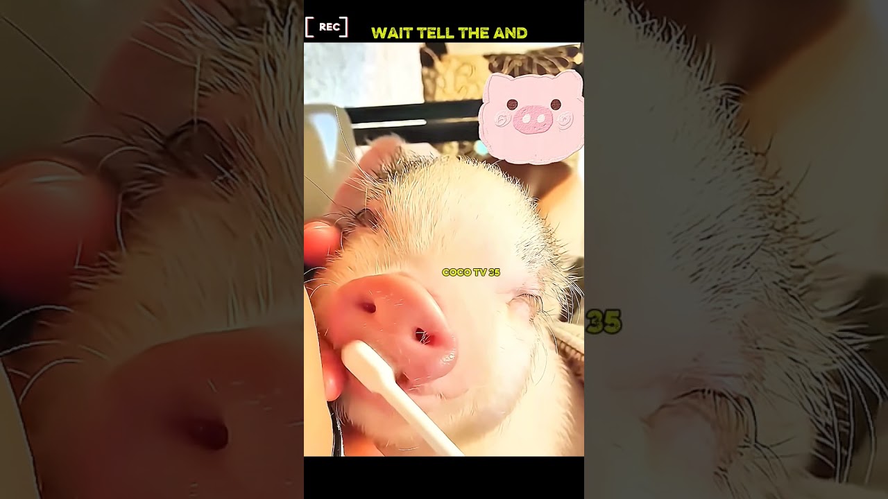 Abandoned Pig Found in a Farm 🐷 | Animal Rescue & Helped | Emotional Story