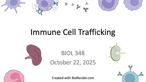 Immunology Fall 2025: Lecture 21 Immune Cell Trafficking