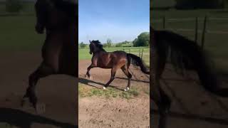 Cheval Sortie Au Pré