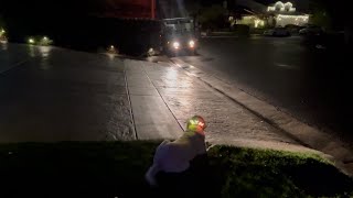 Download Lagu As the Year Ends, One Dog Still Waits for the Mail Carrier MP3