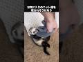 お気に入りの物は絶対に離さないフェレット #フェレット #ふぇれっと #動物