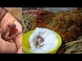 Bird Egg hatched under Broody Hen