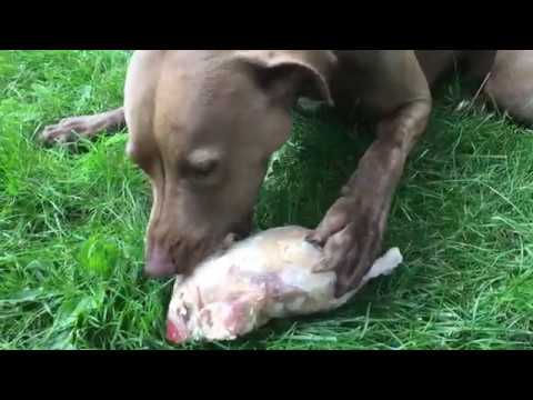 dog eats whole chicken