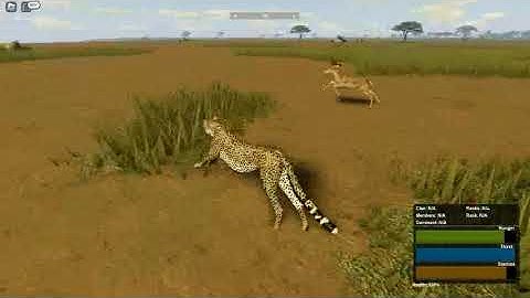 Cheetah hunting impala ( wild savanna )