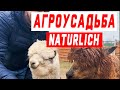 Альпаки на агроусадьбе NatUrlich. Лучше чем зоопарк! Поездка в выходной день.