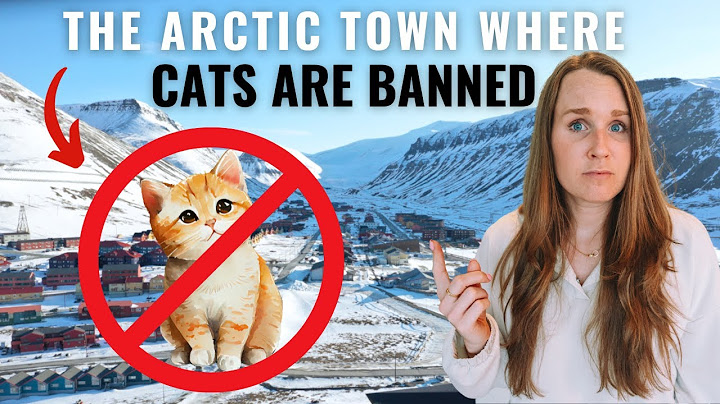 Cats are BANNED on this arctic island | Svalbard, Longyearbyen