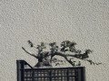 Zelenika Yamadori Phillyrea Latifolia Zelenika Yamadori Phillyrea Latifolia