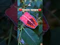 সুবহান আল্লাহ, আলহামদুলিল্লাহ ! #islamicvideo #waz #islamicstatus #islamic #mizanur_rahman_azhari